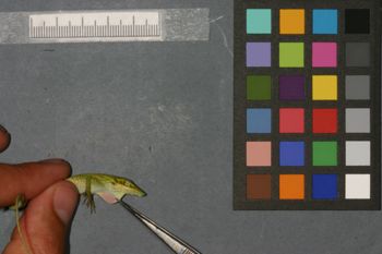 Media type: image;   Herpetology R-184633